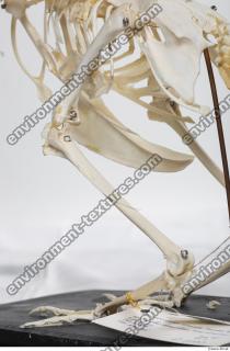 Photo Textures of Hen Skeleton